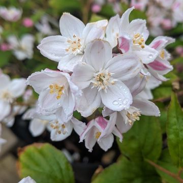 Deutzia elegantissima fasciculata