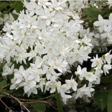 Deutzia gracilis Nikko - White Deutzia