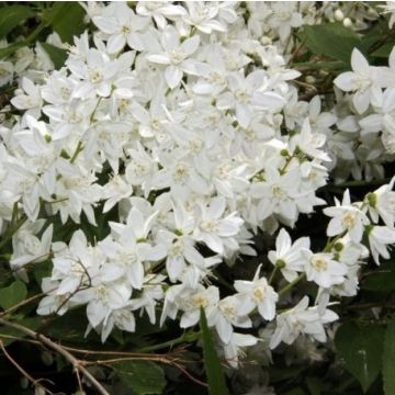 Deutzia gracilis Nikko - White Deutzia
