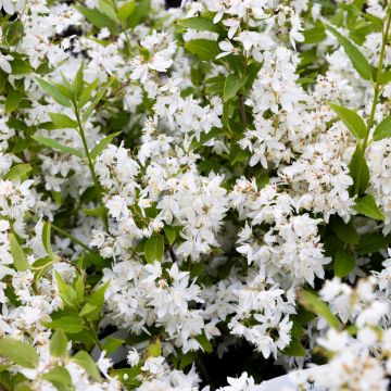 Deutzia gracilis Nikko - White Deutzia