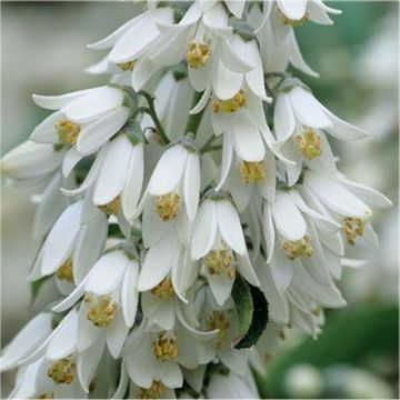 Deutzia pulchra - Fairytail Flower