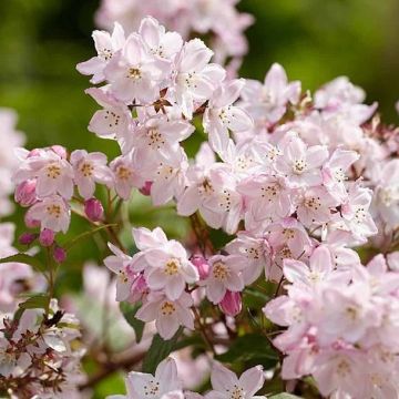 Deutzia x kalmiiflora