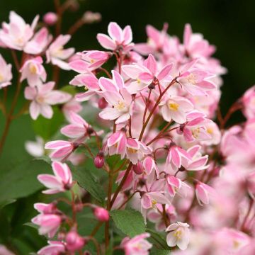 Deutzia Yuki Cherry Blossom