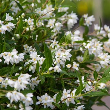 Deutzia Yuki Snowflake