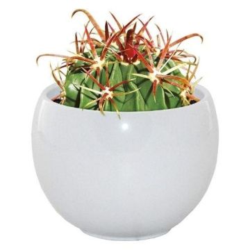 WINTER SALE - Cactus Grow Set - Devil's Tongue - Perfect Gift!