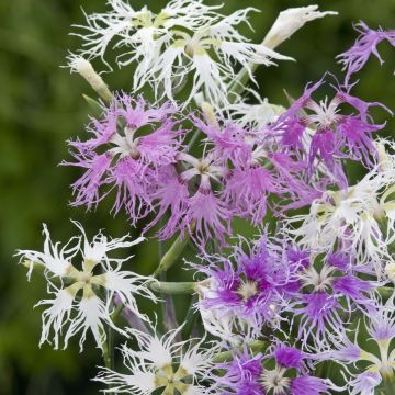 Dianthus hybrida Rainbow Loveliness