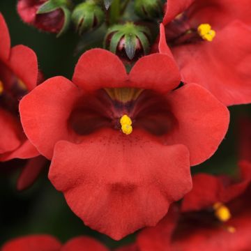 Diascia Red