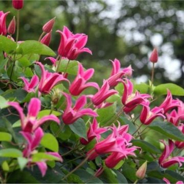 Clematis Princess Diana - Princess Diana Clematis 