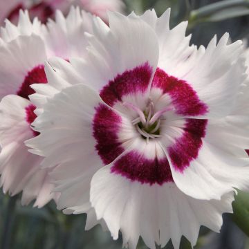 Dianthus Cherry Daiquiri