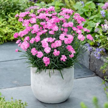 Dianthus Dinetta Pink