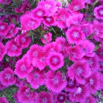 Dianthus Dixie Pink - Fragrant Pink