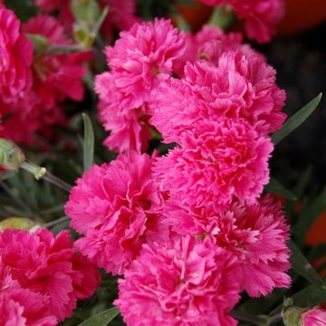 Dianthus 'Early Bird' Sherbet - Cottage Garden Pink in Bud & Bloom