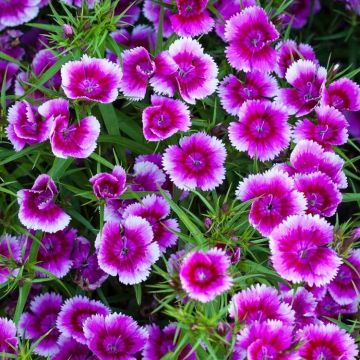 Dianthus Festival Violet - In Bud & Bloom