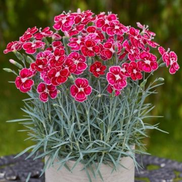 Hardy Dianthus Flutterburst - Delightfully Scented Devon Pink