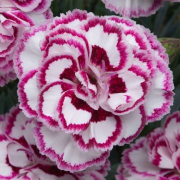 Dianthus Grans Favourite