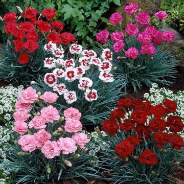 Fragrant Cottage Garden Pinks Dianthus Collection - Pack of SIX