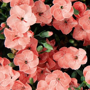 Dianthus Peach Party - Fragrant Pink In Bud & Bloom