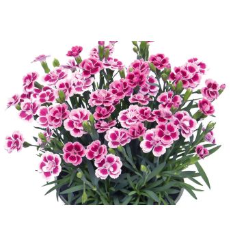 Dianthus Pink Kisses - Fragrant Pink