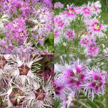 Dianthus hybrida Rainbow Loveliness