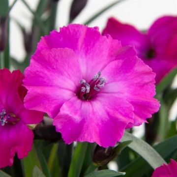 Dianthus Scully