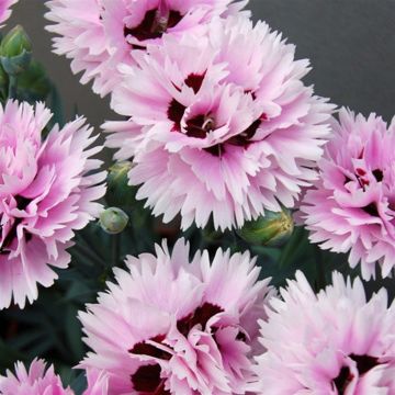 Dianthus Early Birds Fizzy