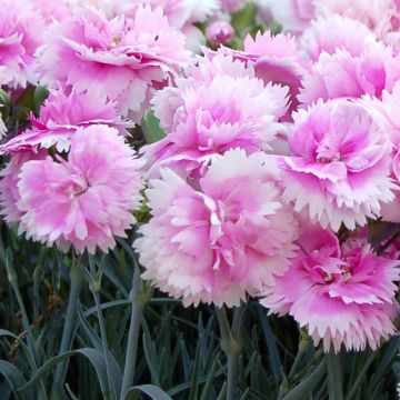 Dianthus Scent First Iced Gem