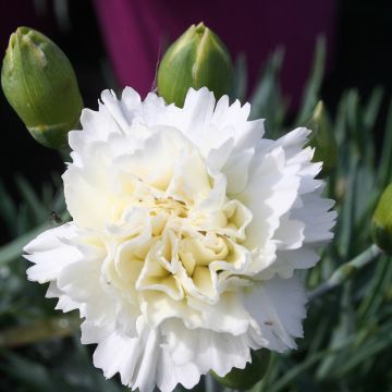 Dianthus Memories - Scented Devon Pink