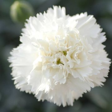 Dianthus Memories - Large Plant