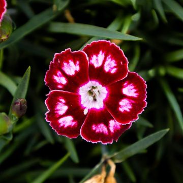 Dianthus Morello Star