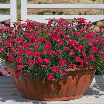Dianthus Pashmina 'Berry Red' - In Bud & Bloom