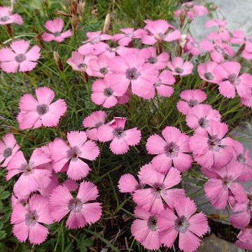 Dianthus pavonius