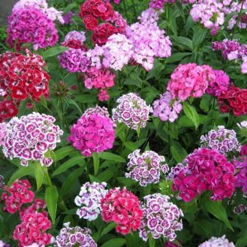 Sweet Williams - Dianthus barbatus Traditional TALL MIXED - Pack of SIX Plants