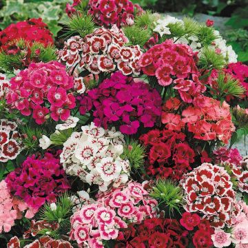 Sweet Williams - Dianthus barbatus Dwarf Sweet Festival Mixed - Pack of SIX Plants