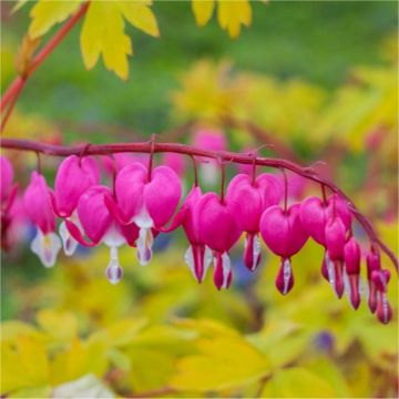 Gold Heart Dicentra spectabilis (Lamprocapnos) - Golden Bleeding Heart plant