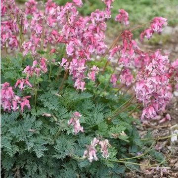 Dicentra Pink Diamonds