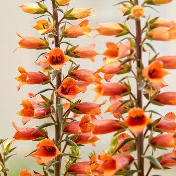 Digiplexis Firecracker - Foxglove