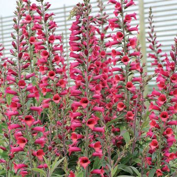 Digiplexis Illumination Raspberry - Foxglove