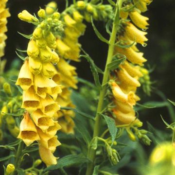 Digitalis grandiflora Carillon - Yellow Foxgloves