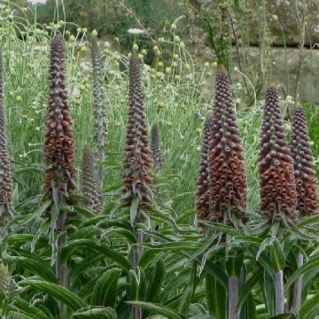 Digitalis parviflora 'Milk Chocolate' - Foxglove