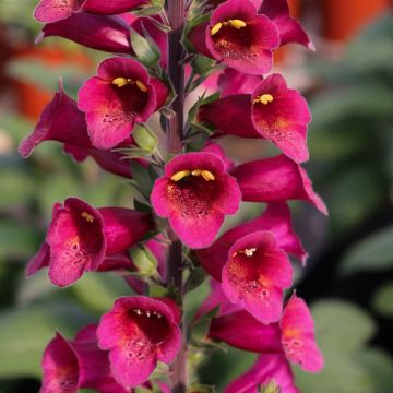 Digitalis Foxglove - Plum Gold