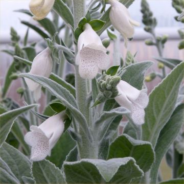 Digitalis Ice Queen - Silver Fox Felted Foxglove