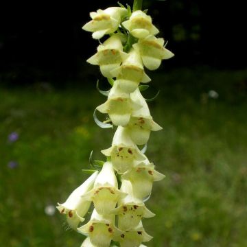Digitalis lutea - Foxgloves