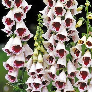 Digitalis purpurea Pam's Choice - Foxglove