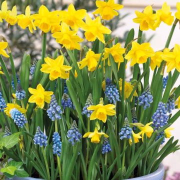 Dipped In Gold Designer Blend - Naricissi & Muscari - Pack of 40 Bulbs