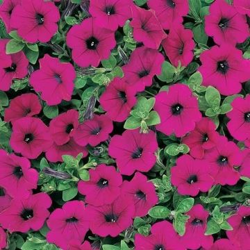 Petunia Hybrida Wave Purple Classic