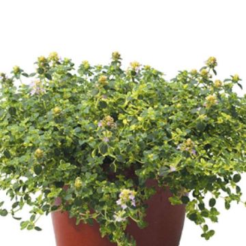 Variegated Thyme Herb - Thymus citriodorus ‘Doone Valley’