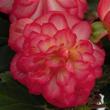 Begonia Tuberous Rose