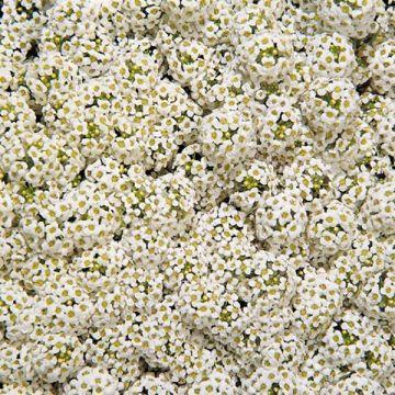 Alyssum (lobularia) maritima wonderland white