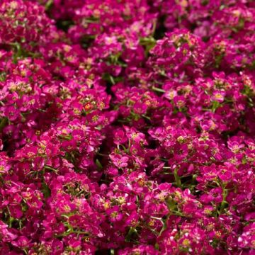 Alyssum (lobularia) maritima wonderland deep rose