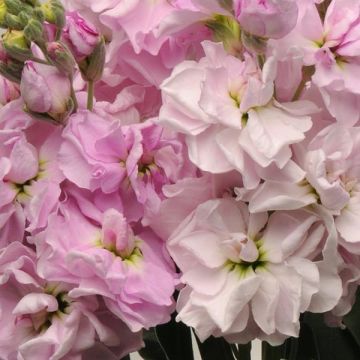Matthiola Incana 'Katz Cherry Blossom' - Fragrant Column Stock Plant